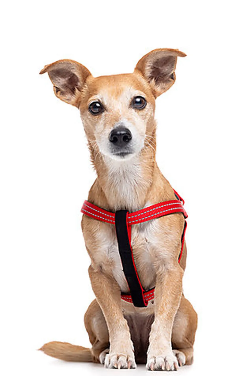 Gotoo - Harnais Essentials en Nylon Premium Rouge pour Chien