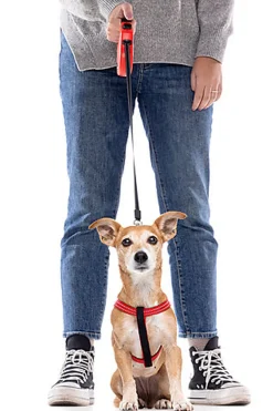 Gotoo - Harnais Essentials en Nylon Premium Rouge pour Chien