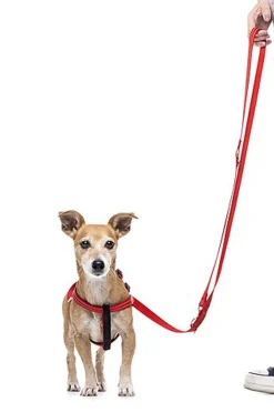 Gotoo - Harnais Essentials en Nylon Premium Rouge pour Chien