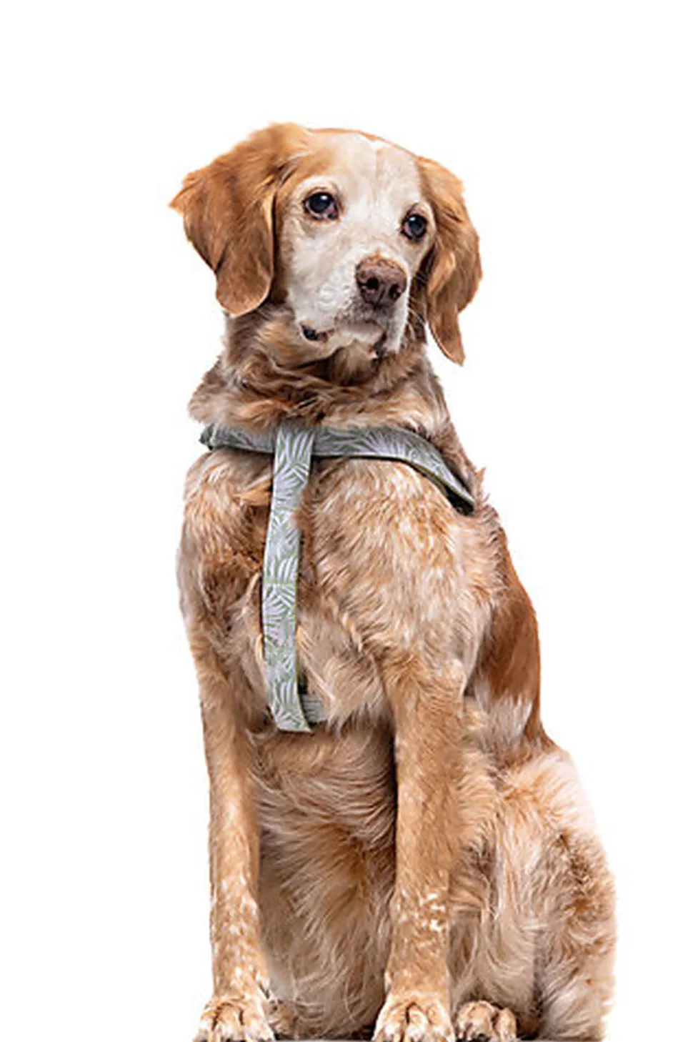 Gotoo - Harnais Feuilles Vert pour Chien