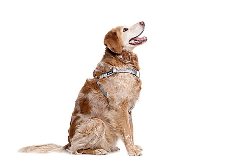 Gotoo - Harnais Feuilles Vert pour Chien