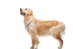 Gotoo - Harnais ZigZag pour chien