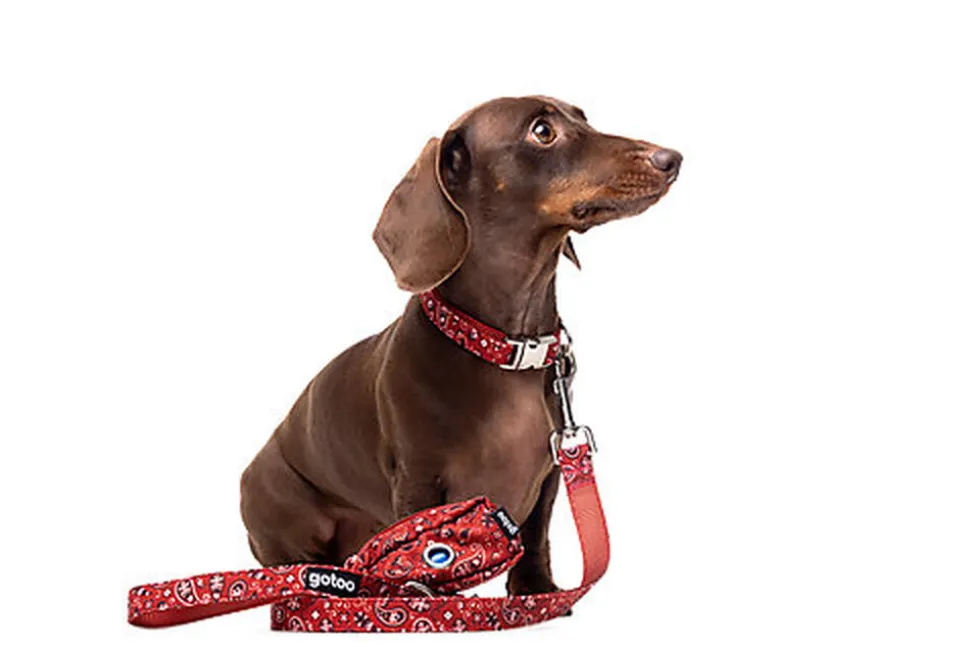 Gotoo - Laisse en Paisley Rouge pour chien - M