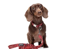 Gotoo - Laisse en Paisley Rouge pour chien - M