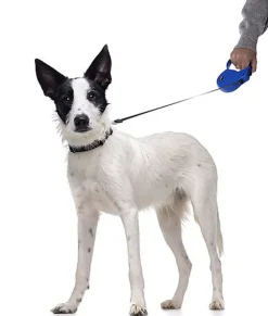 Gotoo - Laisse Enrouleur Bleu pour Chien