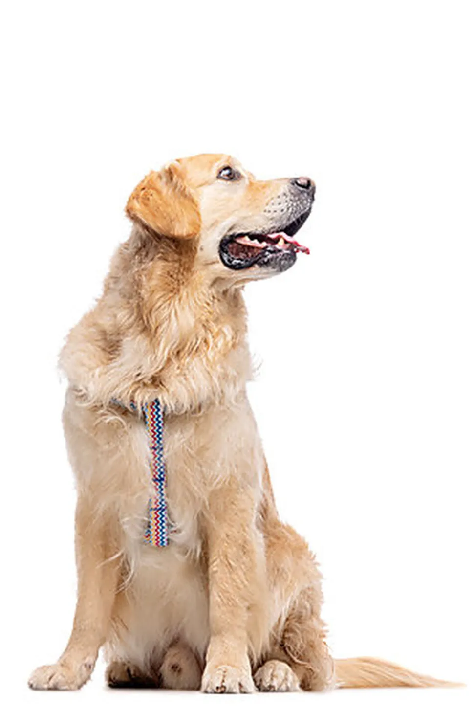 Gotoo - Laisse ZigZag pour chien - M