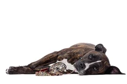 Gotoo - Sac à Sacs Léopard