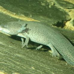 JBL - Aliment en Granulés Pronovo LOTL GRANO M pour Poissons Tropicaux - 250ml