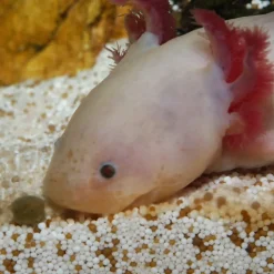 JBL - Aliment en Granulés Pronovo LOTL GRANO M pour Poissons Tropicaux - 250ml