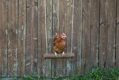 Kerbl - Balançoire à Corde pour Poules - 39cm