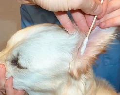 Kerbl - Cotons-tiges Bamboo Stick pour Chiens - x30