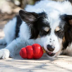 KONG - Friandises Snacks - S pour Chien