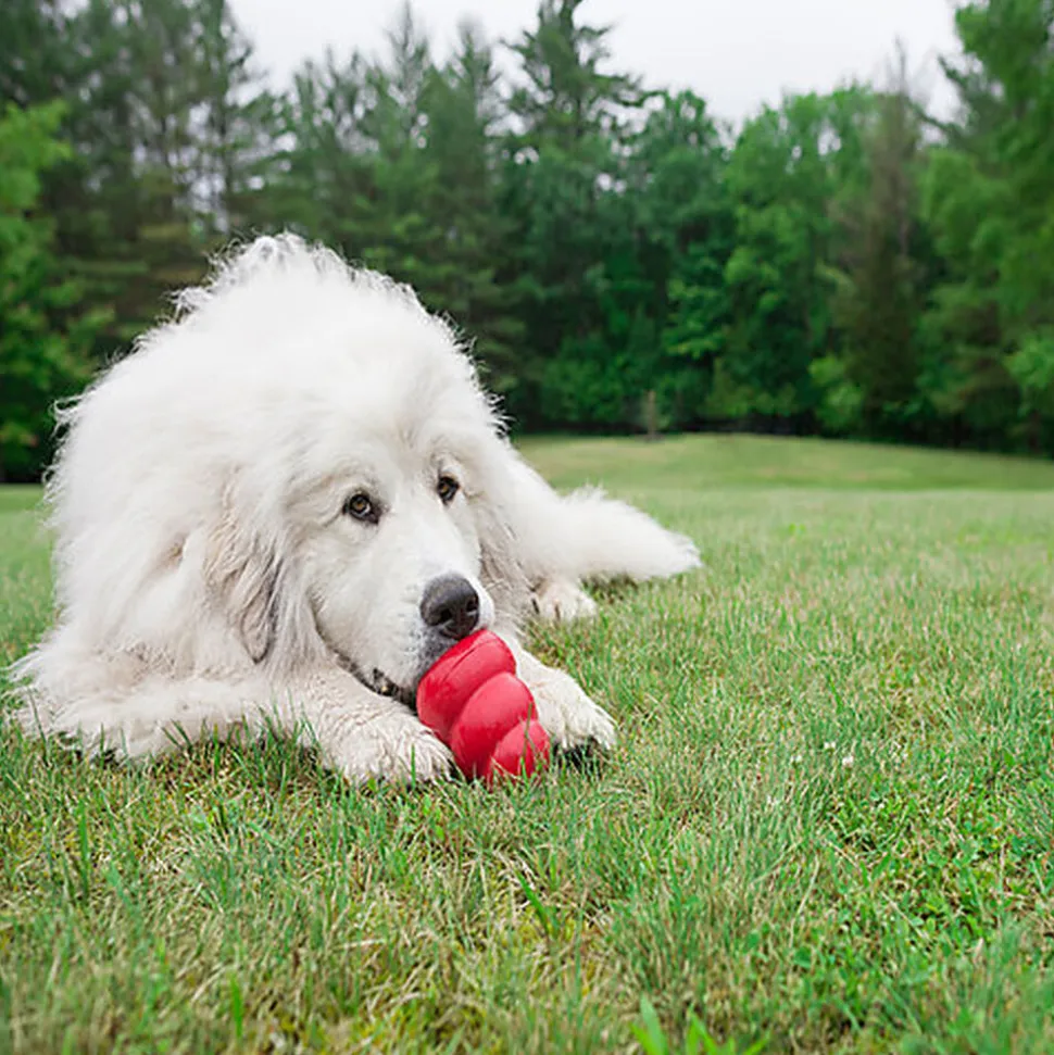 KONG - Jouet Classic en Caoutchouc pour Chien
