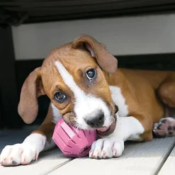 KONG - Jouet Puppy Activity Ball pour Chiots et Petits Chiens