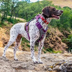 Kurgo - Harnais "Journey Air" Violet pour Chiens