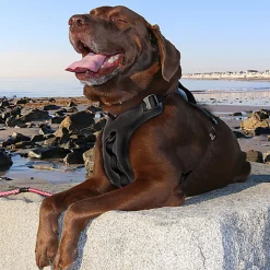 Kurgo - Harnais "Journey Air" Noir pour Chiens