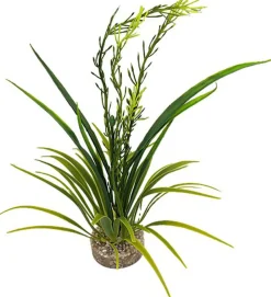 Labeo - Plante Décorative Elodea Corolle pour Aquarium