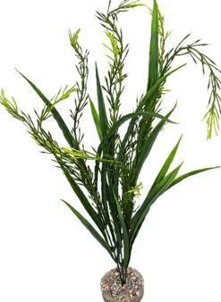 Labeo - Plante Décorative Elodea pour Aquarium