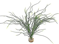 Labeo - Plante Décorative Psilotum MM pour Aquarium