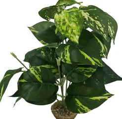 Labeo - Plante Verte Assortie Décorative pour Terrarium