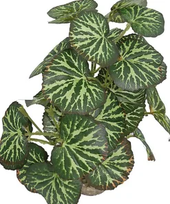 Labeo - Plante Verte Assortie Décorative pour Terrarium