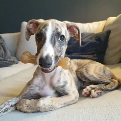 Nylabone - Jouet à Mâcher Puppy Starter Kit pour Chiots - S