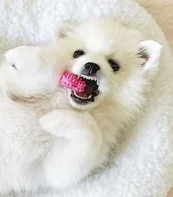 Nylabone - Jouet à Mâcher Puppy Dental Bone XS