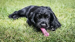 Nylabone - Jouet à Mâcher Puppy Dental Bone XS