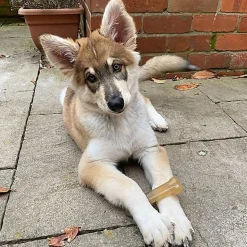 Nylabone - Jouet à Mâcher  Puppy Stages Pack Poulet Bacon et Bœuf - M