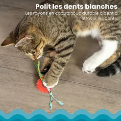 Outward Hound - Jouet à Mâcher Kitty Chew Wheel pour Chats