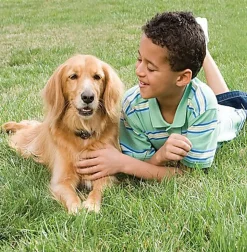 PetSafe - Clôture Anti-fugue Radio Fence pour Chien