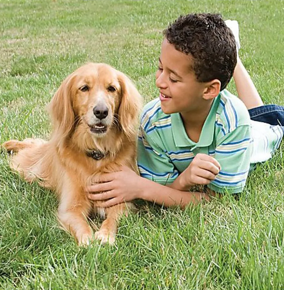 PetSafe - Clôture Anti-fugue Radio Fence pour Chien