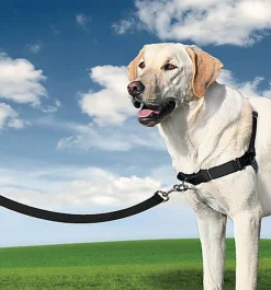 PetSafe - Harnais Easy Walk pour Chien Noir
