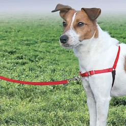 PetSafe - Harnais Easy Walk pour Chiens