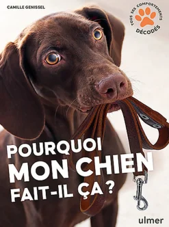 Pourquoi mon chien fait-il ça ?