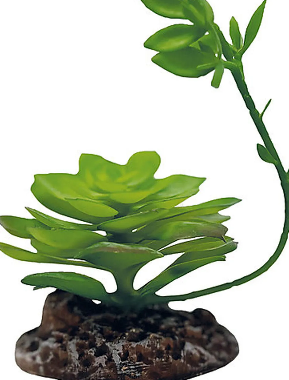 Repto - Décoration Plante Echeveria - Réptiles