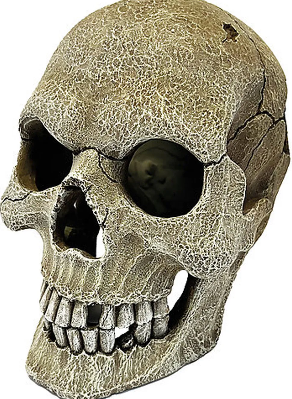 Repto - Deco Crâne Humain Xl - Réptiles