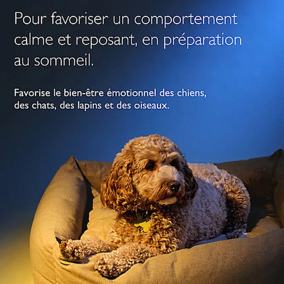 Rescue Pets - Mélange NUIT Compte-gouttes Fleur de Bach - 20ml