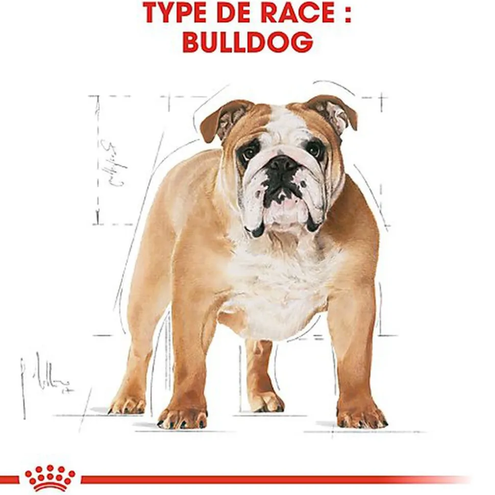 Royal Canin - Croquettes Bulldog pour Chien Adulte - 12Kg