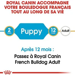 Royal Canin - Croquettes Bouledogue Français Junior pour Chiot