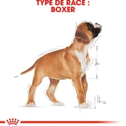 Royal Canin - Croquettes Boxer Junior pour Chien