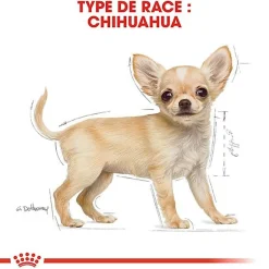 Royal Canin - Croquettes Chihuahua Junior pour Chiot