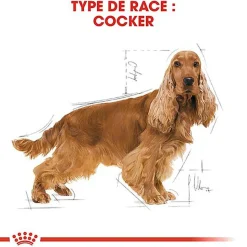 Royal Canin - Croquettes Cocker pour Chien Adulte