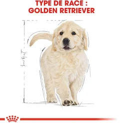 Royal Canin - Croquettes Golden Retriever Junior pour Chiot - 12Kg