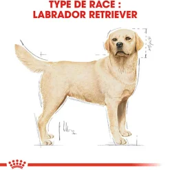 Royal Canin - Croquettes Labrador Adult pour Chiens de plus de 15 Mois - 3Kg