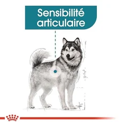 Royal Canin - Croquettes MAXI JOINT CARE pour Chien