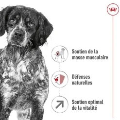 Royal Canin - Croquettes MEDIUM ADULT 7 POUR CHIEN DE +7 ANS - 10KG