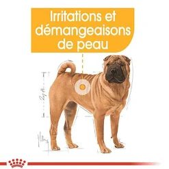 Royal Canin - Croquettes Medium Dermacomfort pour Chien