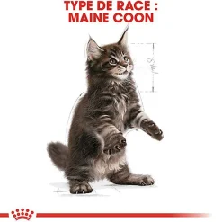 Royal Canin - Croquettes Maine Coon Kitten pour Chaton