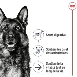 Royal Canin - Croquettes Maxi Ageing 8+ pour Chien Senior